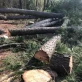 7 Costly Tree Removal Mistakes in Augusta, WV