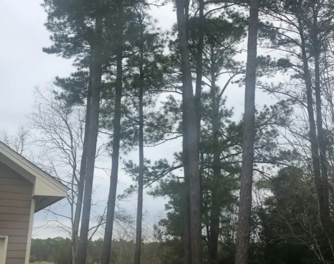 Tree Services in Arcola, VA