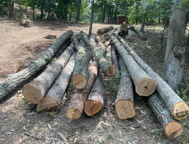 gallery tree services 6